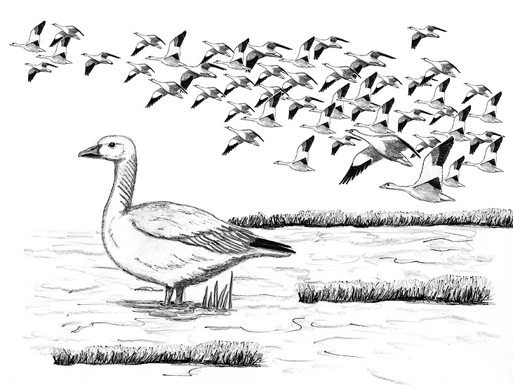 Snow Geese